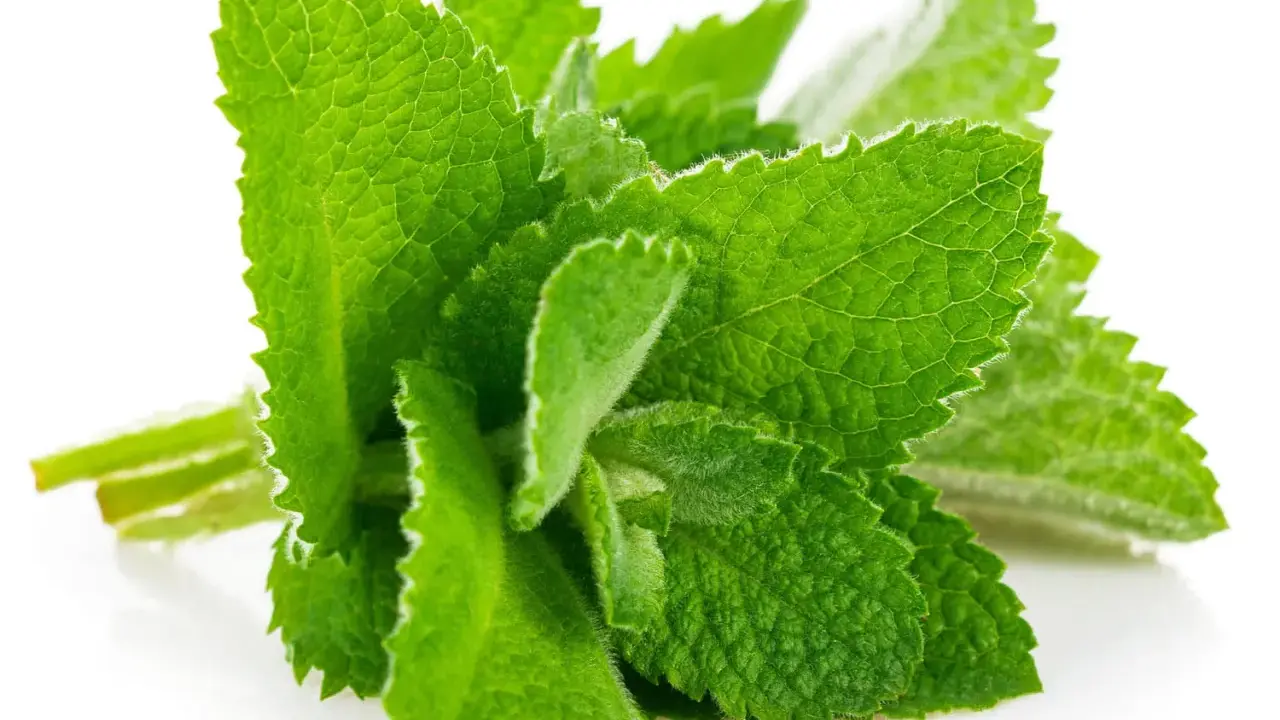 Un bouquet de feuilles de menthe verte et texturée, parfait pour savoir comment conserver de la menthe fraîche.