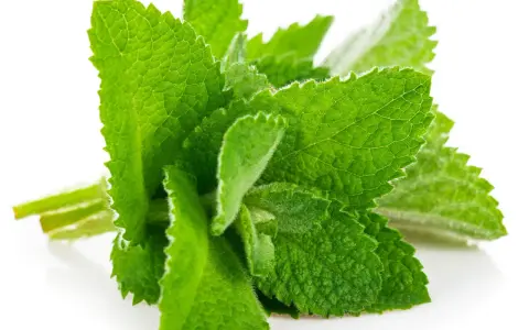 Un bouquet de feuilles de menthe verte et texturée, parfait pour savoir comment conserver de la menthe fraîche.