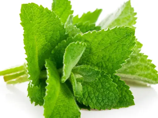 Un bouquet de feuilles de menthe verte et texturée, parfait pour savoir comment conserver de la menthe fraîche.