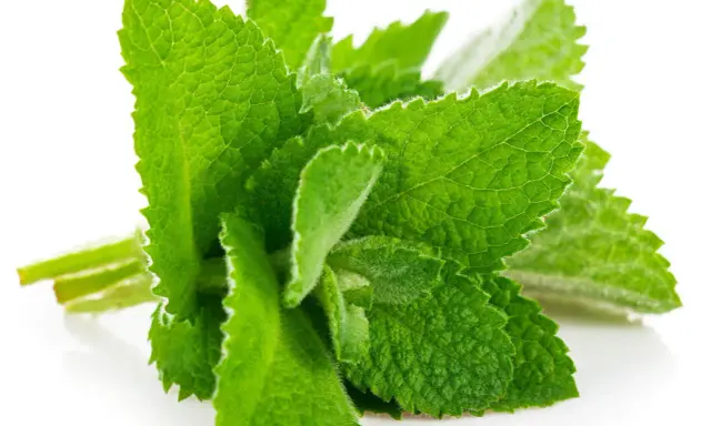Un bouquet de feuilles de menthe verte et texturée, parfait pour savoir comment conserver de la menthe fraîche.